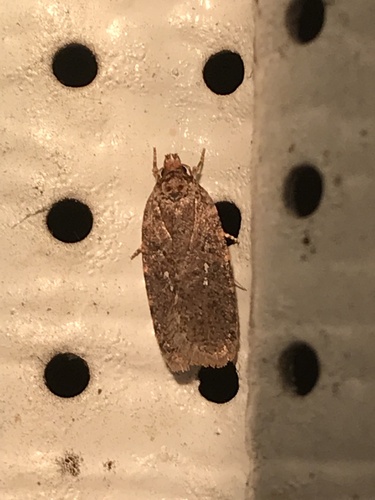 Clemens' Agonopterix photo 4