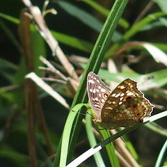 Junonia lemonias aenaria
