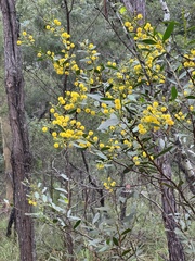 Flat wattle (Acacia complanata)