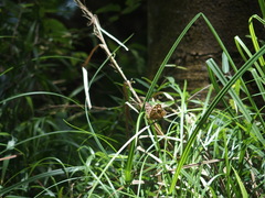 Junonia lemonias aenaria