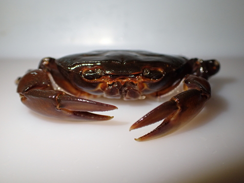 Supraguinea rubigimanus