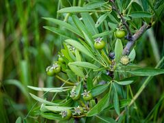 Pyrus elaeagrifolia