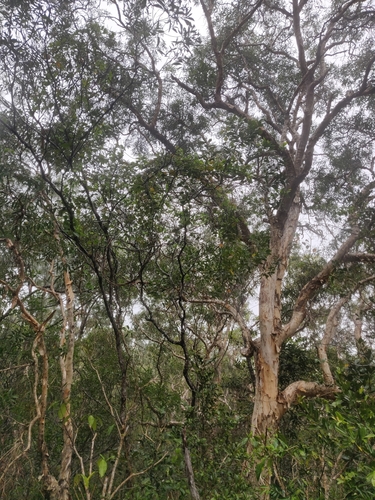 Vincetoxicum biglandulosum observed 2024-12-15