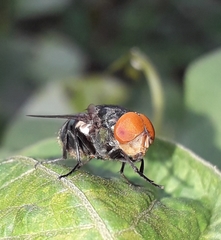 Chrysomya megacephala