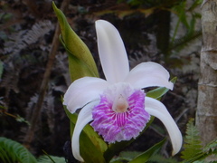 Sobralia rosea