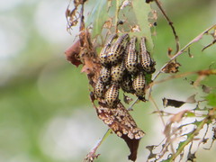 Chrysomela vigintipunctata