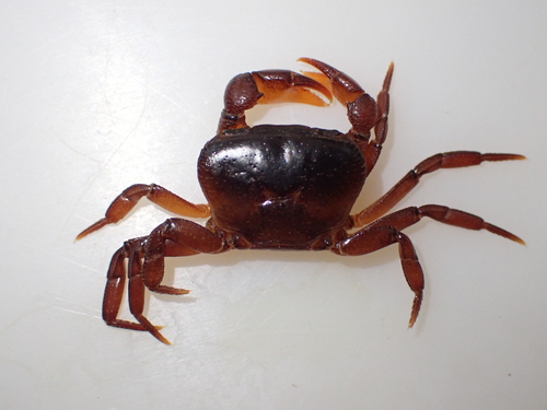 Supraguinea nimba
