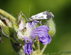 Udea hamalis