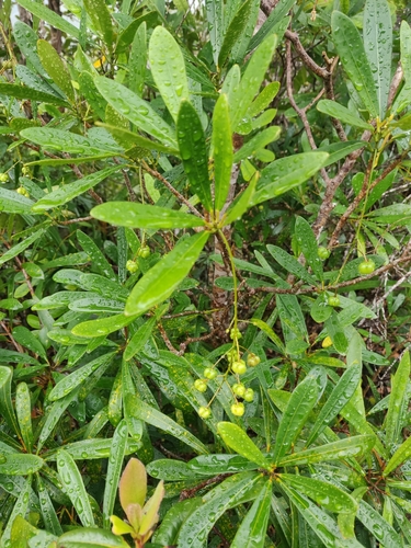 Codiaeum oligogynum
