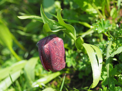 Fritillaria latifolia