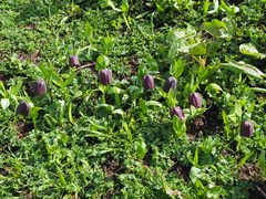 Fritillaria latifolia