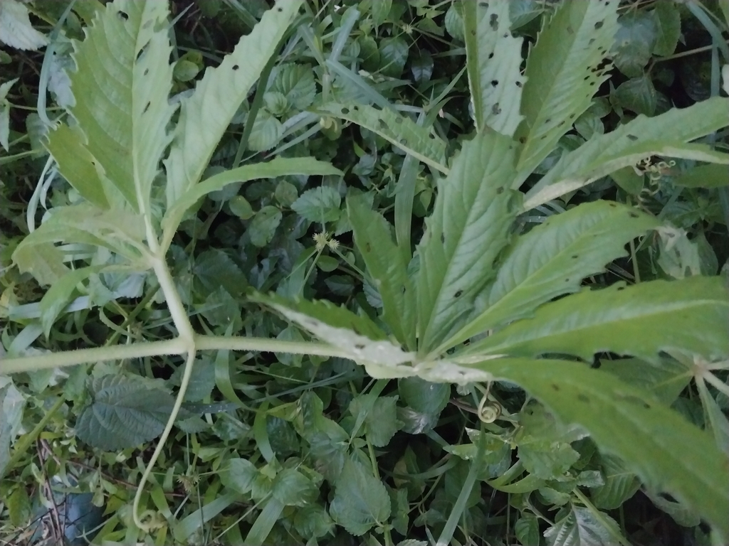 Cyphostemma bambuseti