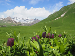 Fritillaria latifolia