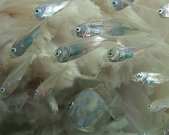 Decapterus
