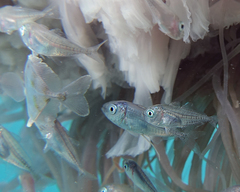 Decapterus