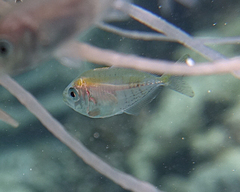 Decapterus