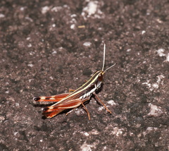 Macrotona