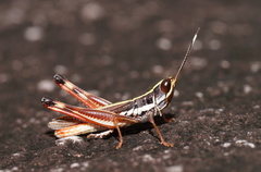 Macrotona
