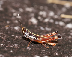 Macrotona