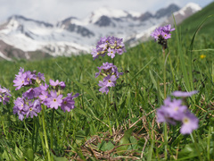 Primula algida