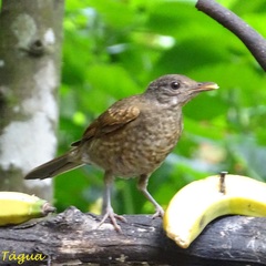 Pale-Breasted Thrush photo 5