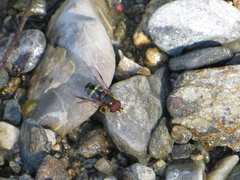 Dasysyrphus tricinctus