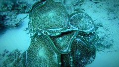 Amplexidiscus fenestrafer