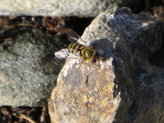 Epistrophe grossulariae