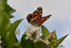 Vanessa virginiensis