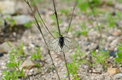 Parnassius stubbendorfii