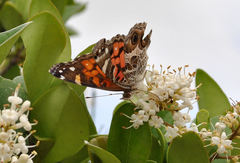 Vanessa virginiensis