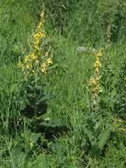 Verbascum pyramidatum