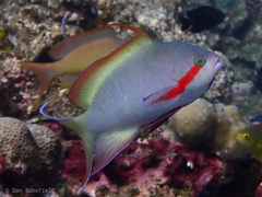 Pseudanthias huchtii