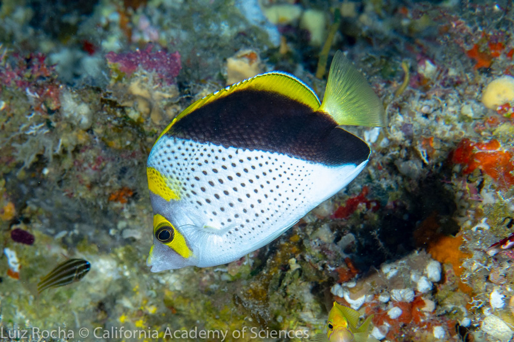 Yellow-Crowned Butterflyfish