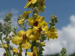 Verbascum pyramidatum