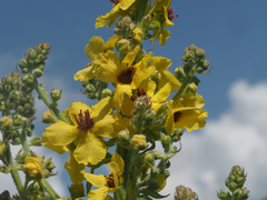 Verbascum pyramidatum