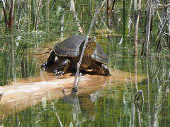 Emys orbicularis persica