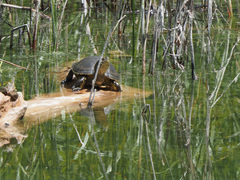 Emys orbicularis persica