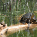 Eastern Pond Turtle - Photo (c) Felix Riegel, some rights reserved (CC BY-NC), uploaded by Felix Riegel