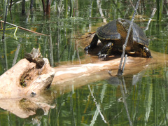 Emys orbicularis persica