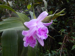 Sobralia rosea