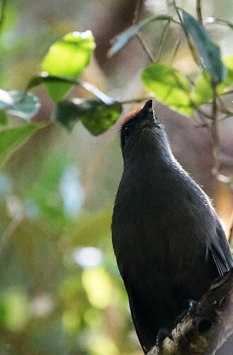 Red-fronted Coua (Coua reynaudii), photo 6