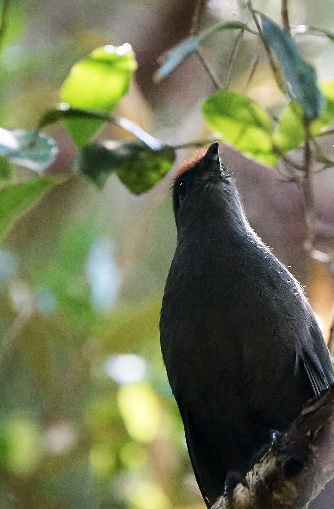 Red-fronted Coua (Coua reynaudii), photo 4
