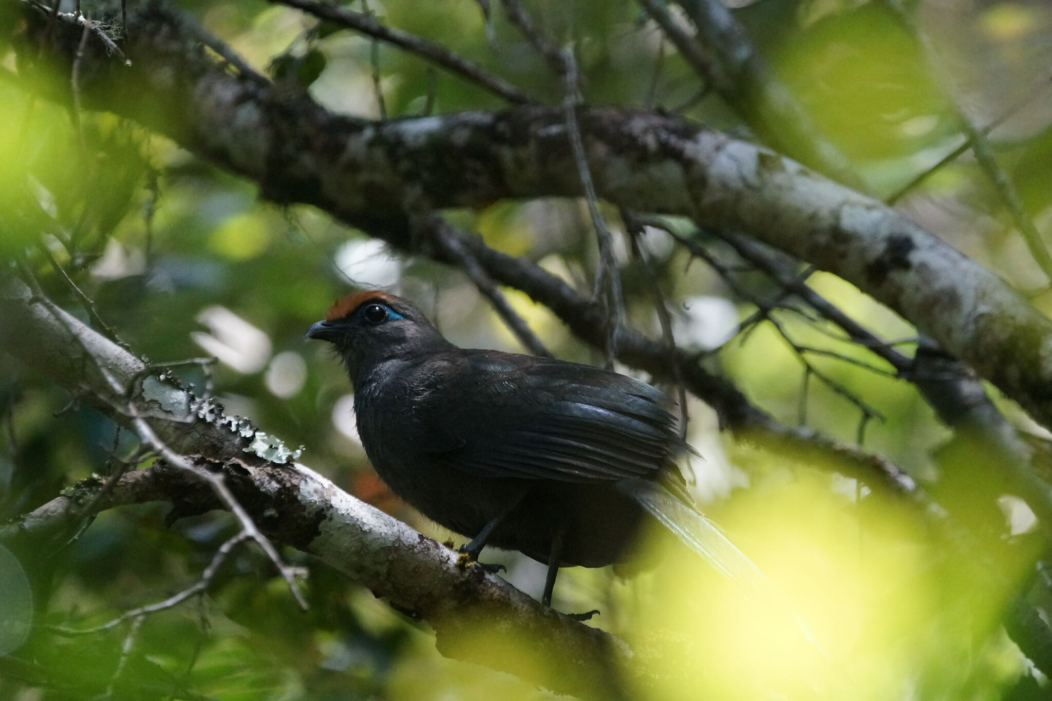 Red-fronted Coua (Coua reynaudii), photo 5