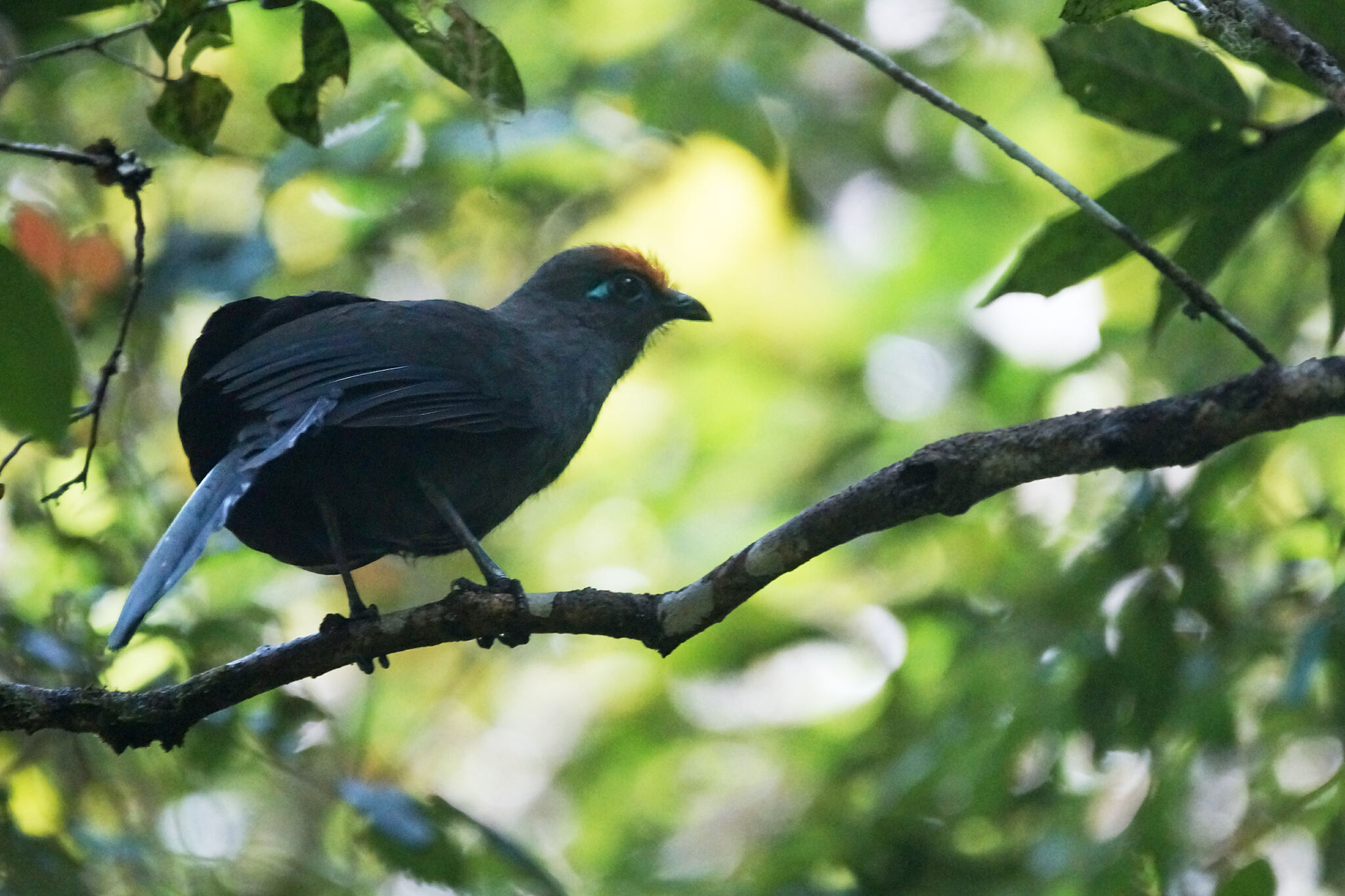 Red-fronted Coua (Coua reynaudii), photo 6