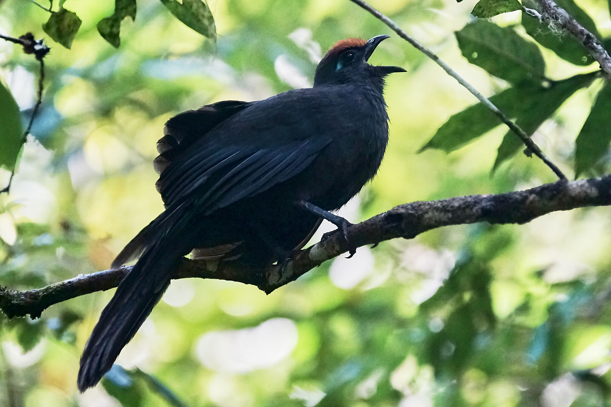 Red-fronted Coua (Coua reynaudii), photo 7