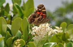 Vanessa virginiensis