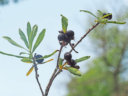 Daphne axilliflora