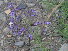 Teucrium orientale