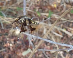 Palpopleura